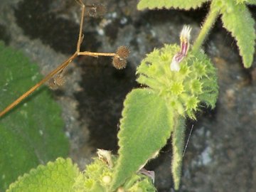 Pseudodictamnus hispanicus (=Ballota hispanica) / Cimiciotta maggiore